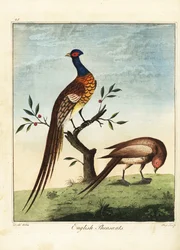 Engelse fazanten, man en vrouw. 1792 (gravure)