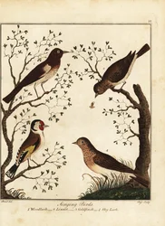 Zangvogels: boomleeuwerik, kneu, distelvink, veldleeuwerik. 1792