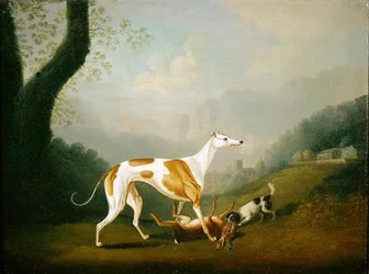 Windhond met een Spaniel Puppy en Dode Haas