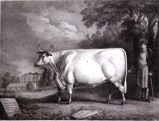 De Baron, een prijs shorthorn (De Nannau Witte Koe) gegraveerd door Charles Joseph Hullamandel (1789-1850) 1824