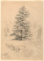Tekening, Studie van een Hemlock, North Conway, New Hampshire, 6 augustus 1855