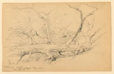 Esdoornstam, Over Oude Houtweg, Dalton