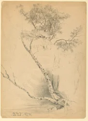 Oude Iep Top en Witte Berk, North Conway, New Hampshire