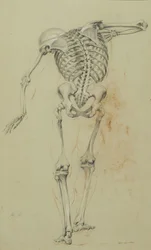 Skeletstudie, c.1848 (krijt en krijt op bruin papier gemonteerd op karton)