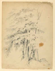 Studie van Zwarte Berken