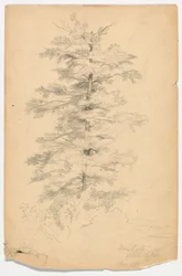 Studie van de hemlock bij White Lake