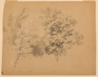 Studie van bomen, berk en eik