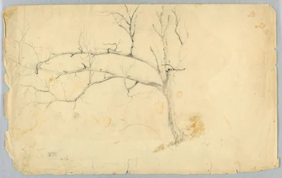 Studie van een Bladloze Boom