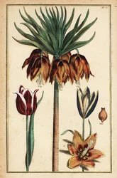 Keizerskroonlelie, Fritillaria imperialis, en tulpen, Tulipa gesneriana