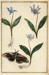 Hondstandviooltje, Erythronium dens-canis, en mot