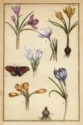 Voorjaarskrokus, Crocus vernus, en Europese pauwvlinder, Aglais io