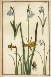 Wilde narcis, Narcissus pseudonarcissus, en sneeuwklokjes, Galanthus nivalis