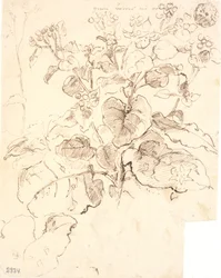 Plantenstudies