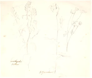 Plantstudies