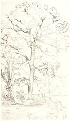 Studie van Eikenbomen