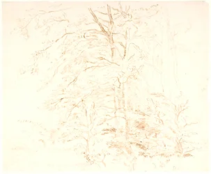 Boomstudies