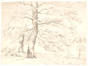 Uitzicht over een landschap, op de voorgrond grote beukenbomen