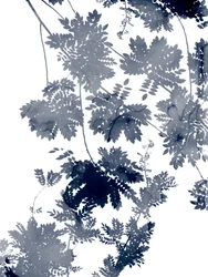 Diepe ecologie 1 Blauwgrijs