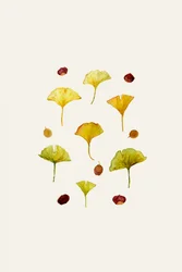 Ginkgobladeren en -zaden