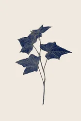 Botanische Afdeling van de Marine