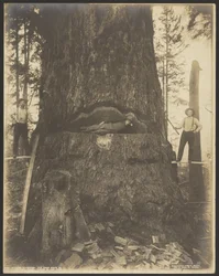 17 Feet Diameter Fir Tree nabij McMurray, Wash.