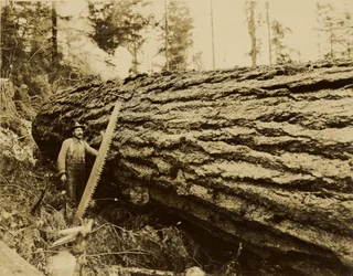 [houthakker, afkortzaag en gevelde boom].