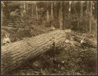 [Houthakkers/Houtscène].