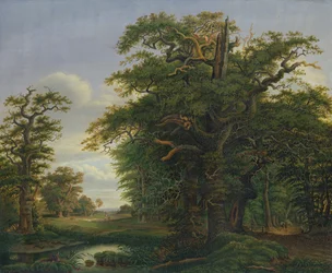 Eikenhout, 1847