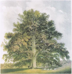 Knotwilgen, Natuur in Groot-Brittannië gepubliceerd door Collins, 1946