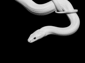 Portret van een albino-slang