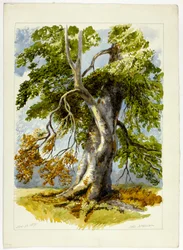 Knoestige boom