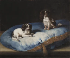 Twee kleinere honden