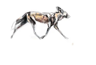 Afrikaanse wilde hond rennend