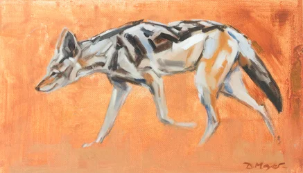 Zwartgerugde jakhals, 2021