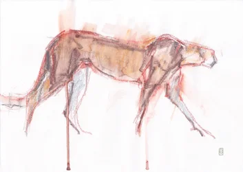 Jachtluipaard op Jacht