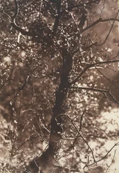 De Feeënboom in Colinton, 1846