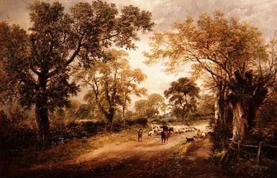 Schapen Hoeden