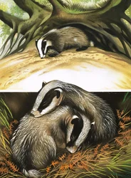 Meneer en mevrouw Das thuis