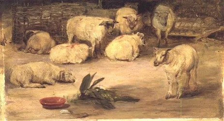 Tien schapen in een hok