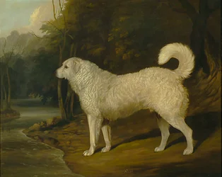 Portret van een hond, Ross