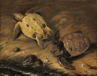 Schildpad