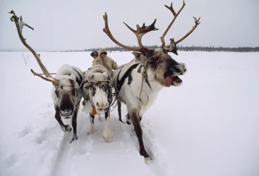 Rendieren trekken een Saami, of Lapp, leider op een slee door de sneeuw. Dichtbij Lovozero, Rusland.