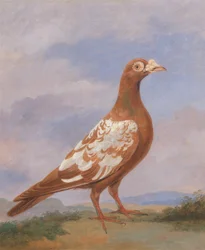 Roodbonte Drager