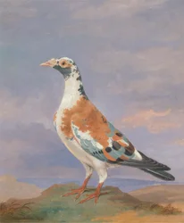 Studies van postduiven