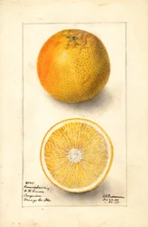 Conners zaailing sinaasappels ( Citrus sinensis) (aquarel)
