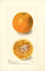 Sinaasappels (Citrus sinensis: Bishops Favorite) (aquarel)