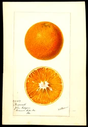 Sinaasappels. Citrus sinensis: Nonpareil (aquarel op papier)