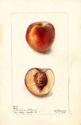 Perziken (Prunus persica: Hiley) (aquarel)