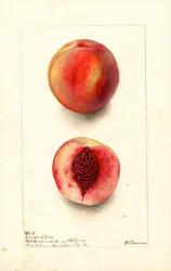 Perziken (Prunus persica: Johnsons Early) (aquarel)