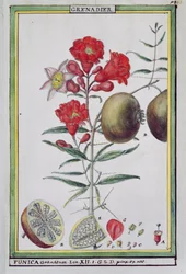 Granaatappelboom, uit Florindie ou Historie physico-economique des vegetaux de la Torride, 1789